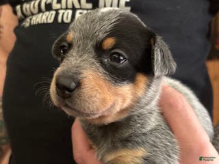 Australian Cattle Dog dogs Larry - Ad 24