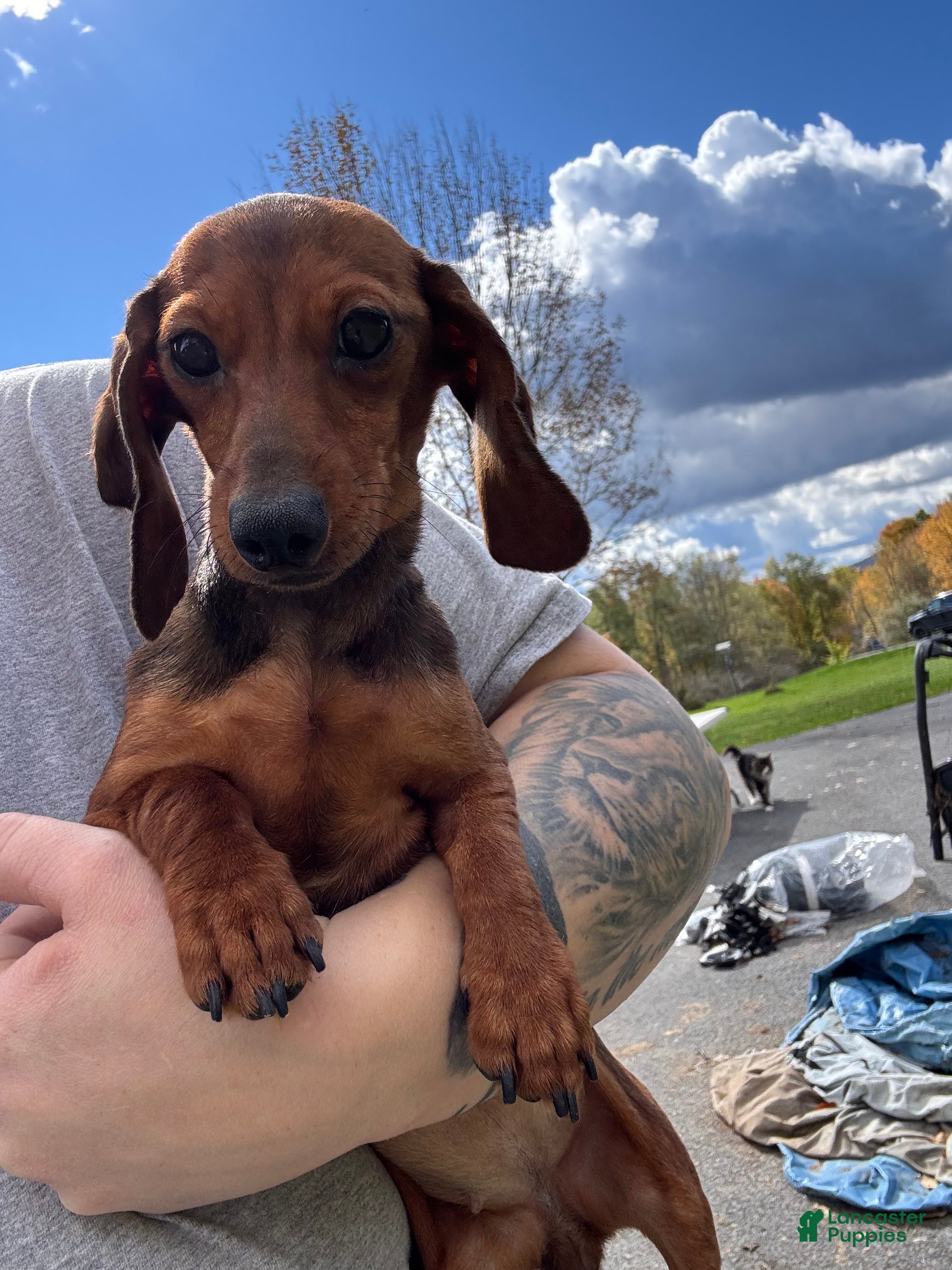 Miniature Dachshund dogs for sale: Kiera- dad won Westminster award of merit - Ad 6