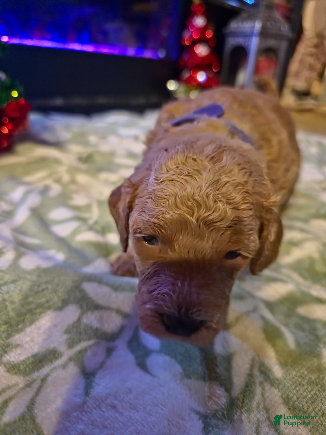 Mini Goldendoodle dogs for sale: Bella - Ad 21