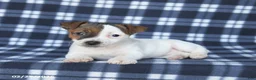 Jack Russell Terrier dogs for sale: Molly - Ad 3