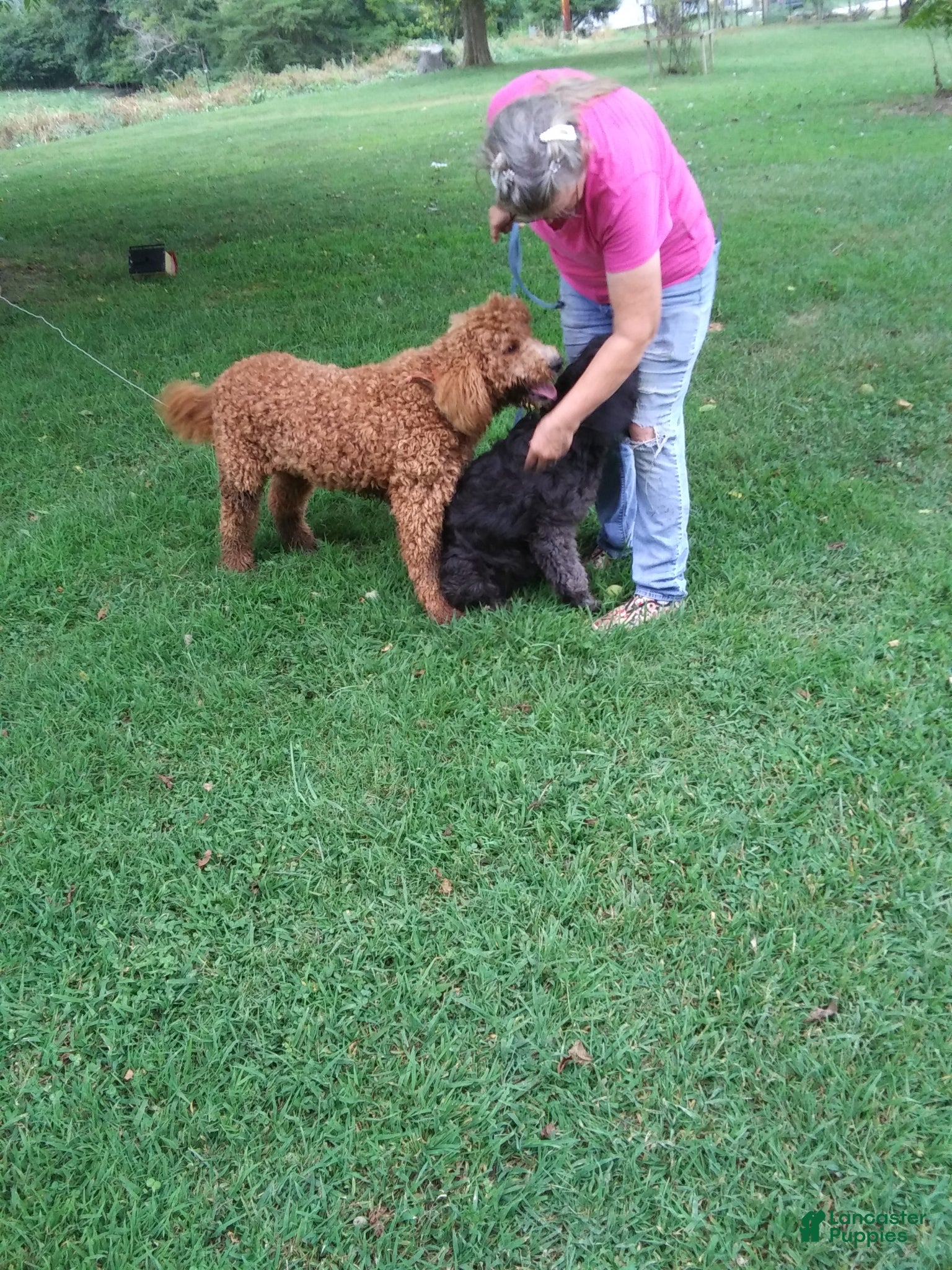 Standard Poodle dogs for sale: Standard Poodle Puppy 1 - Ad 2