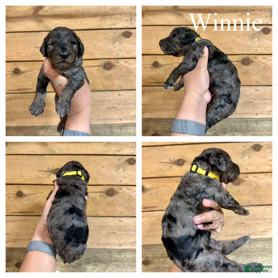 Goldendoodle dogs for sale: Winnie- Standard F1B - Ad 1