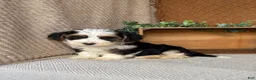 Havanese dogs for sale: Jay  - Ad 4