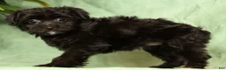 Yorkiepoo dogs for sale: Remy - Ad 2