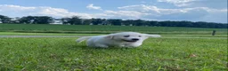 Golden Retriever dogs for sale: Dewey - Ad 6