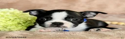 Boston Terrier dogs for sale: Dasher - Ad 4