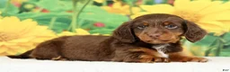 Miniature Dachshund dogs for sale: Lennon - Ad 5