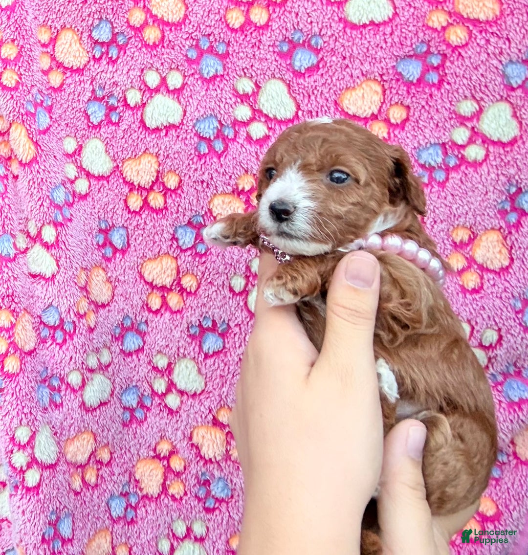 Mini Goldendoodle dogs for sale: Nashville - Ad 11