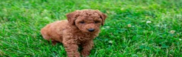 Toy Poodle dogs for sale: Pecan - Ad 3