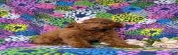 Mini Goldendoodle dogs for sale: Stella 10 lbs full grown - Ad 2
