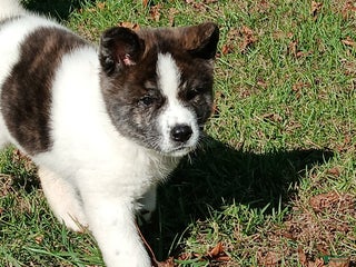 Akita dogs Nova - Ad 27