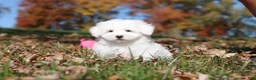 Maltese dogs for sale: Ozzy - Ad 5
