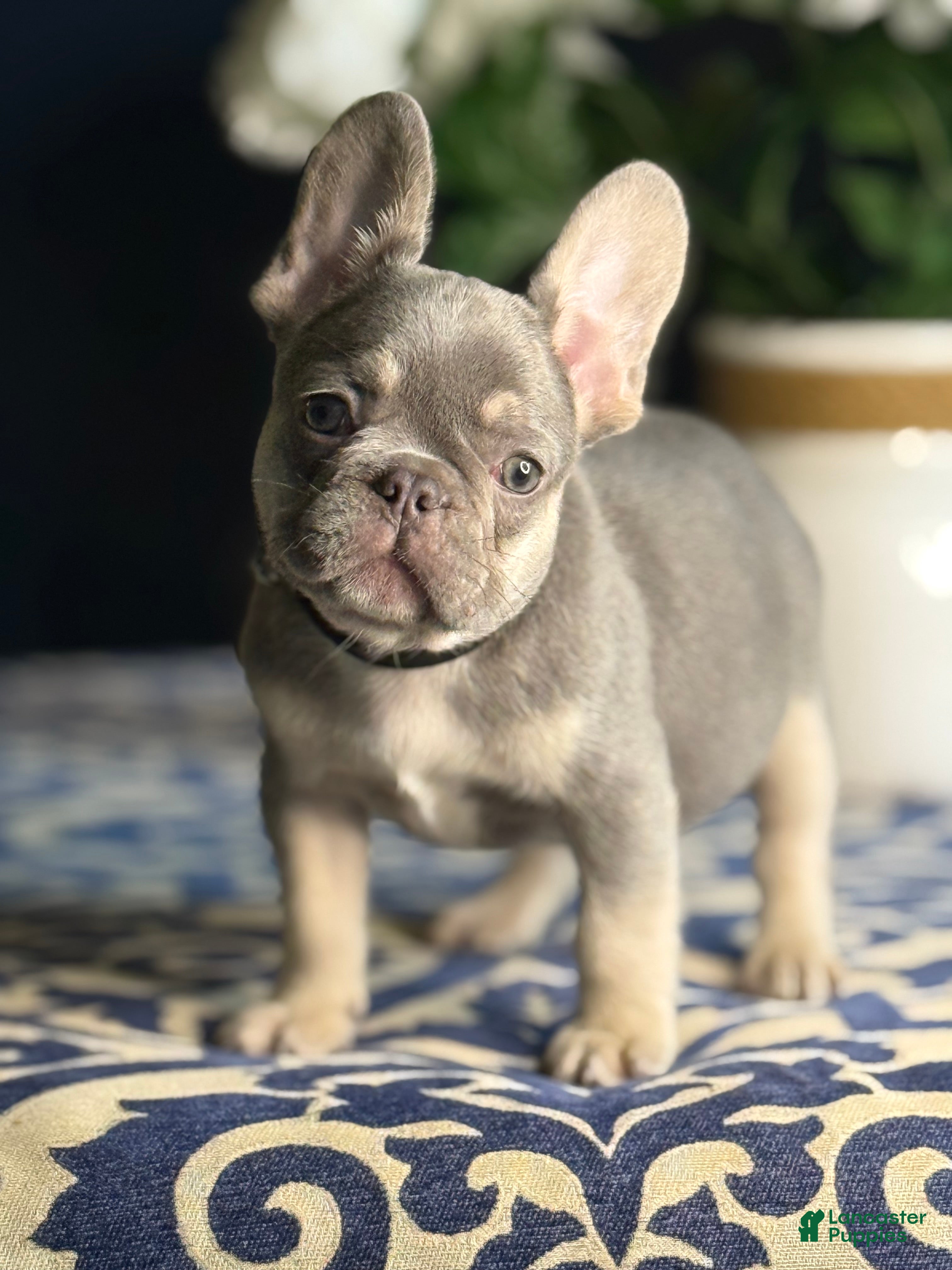 French Bulldog dogs Nipster - Ad 40