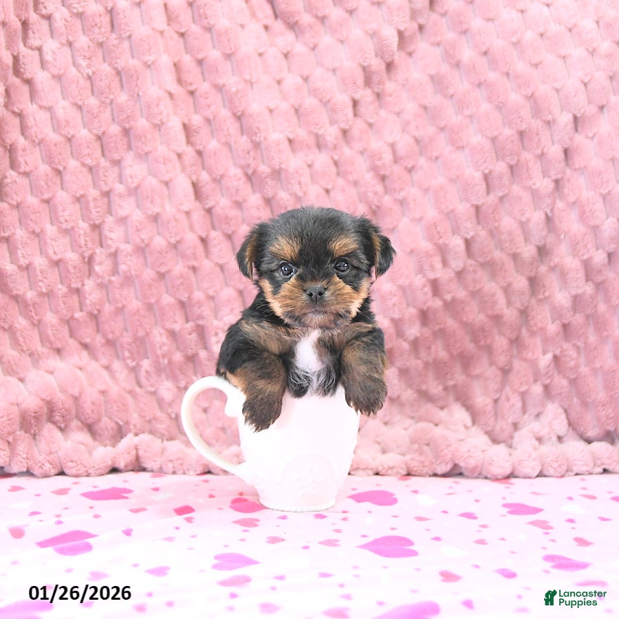 Yorkshire Terrier dogs Baxter HOUSE RAISED - Ad 4