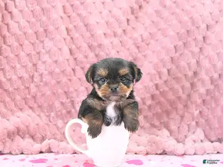 Yorkshire Terrier dogs Baxter HOUSE RAISED - Ad 19