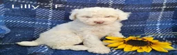 Miniature Poodle dogs for sale: Lilly - Ad 2