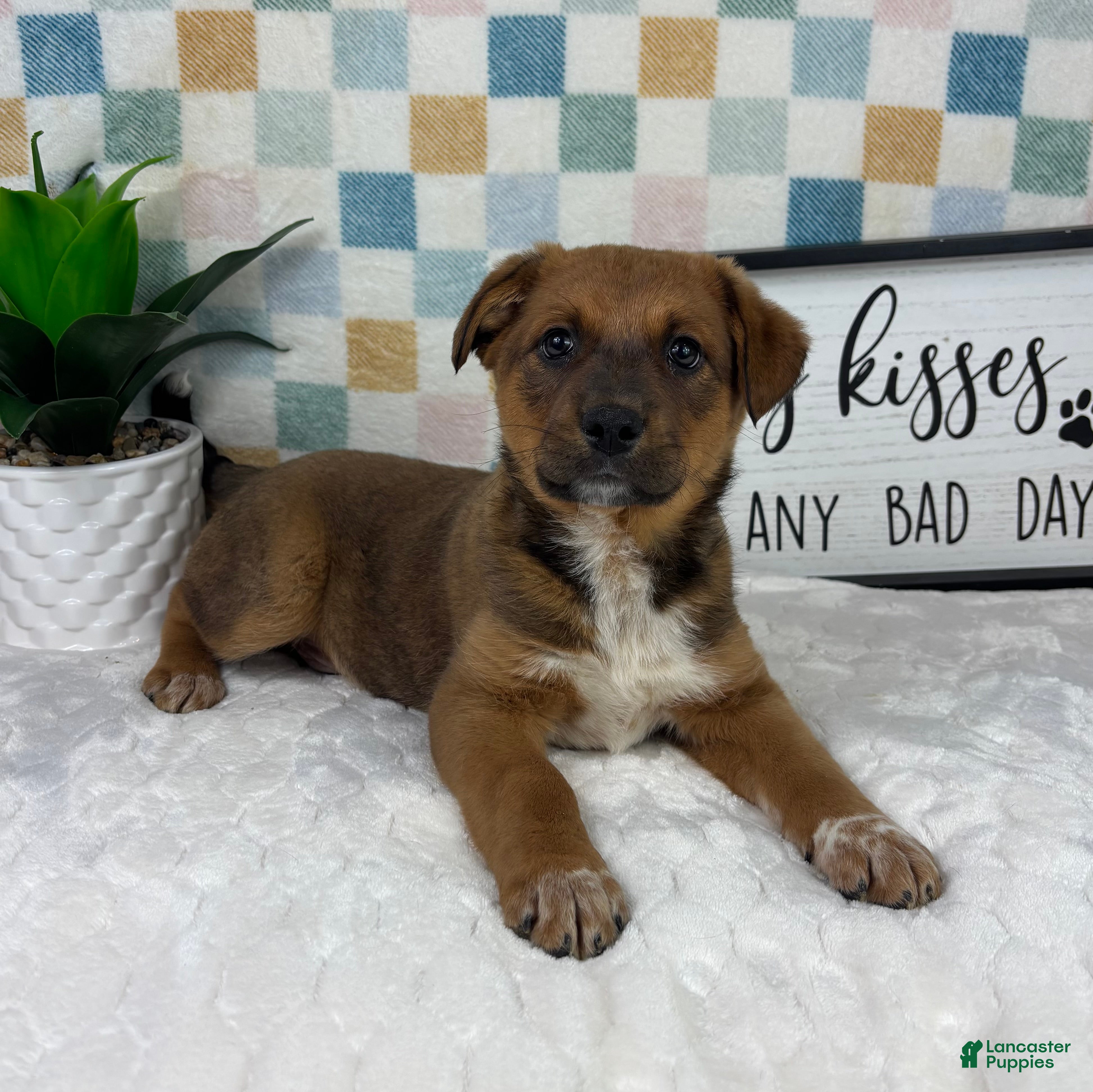 Australian Cattle Dog dogs Rueben  - Ad 35