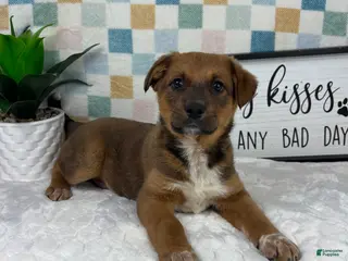 Australian Cattle Dog dogs Rueben - Ad 35