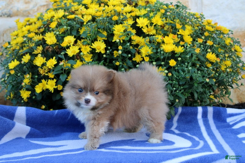 Pomeranian dogs Father - Ad 2