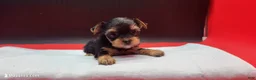 Yorkshire Terrier dogs for sale: Yorkshire Terrier 1 - Ad 3