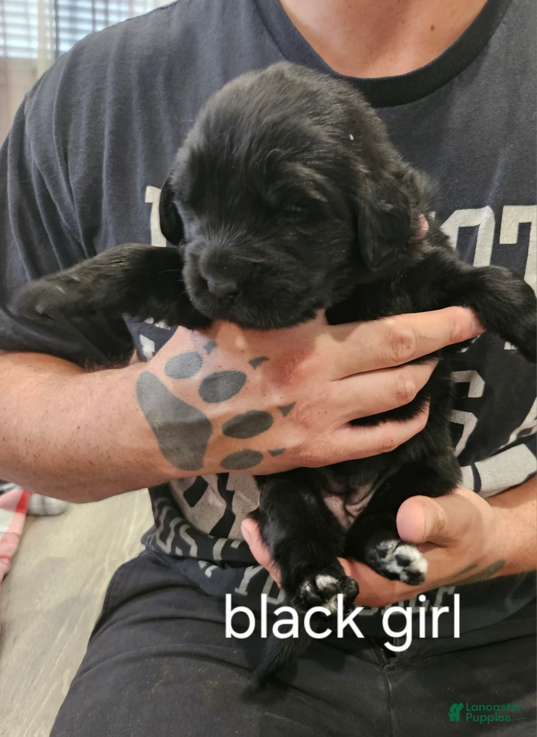Newfoundland dogs for sale: Newfoundland Puppy 2 - Ad 1