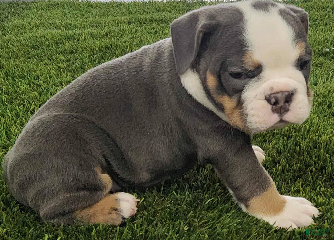 English Bulldog dogs for sale: Lila English Bulldog Puppy  - Ad 1