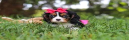 Cavalier King Charles Spaniel dogs for sale: Dove - Ad 2