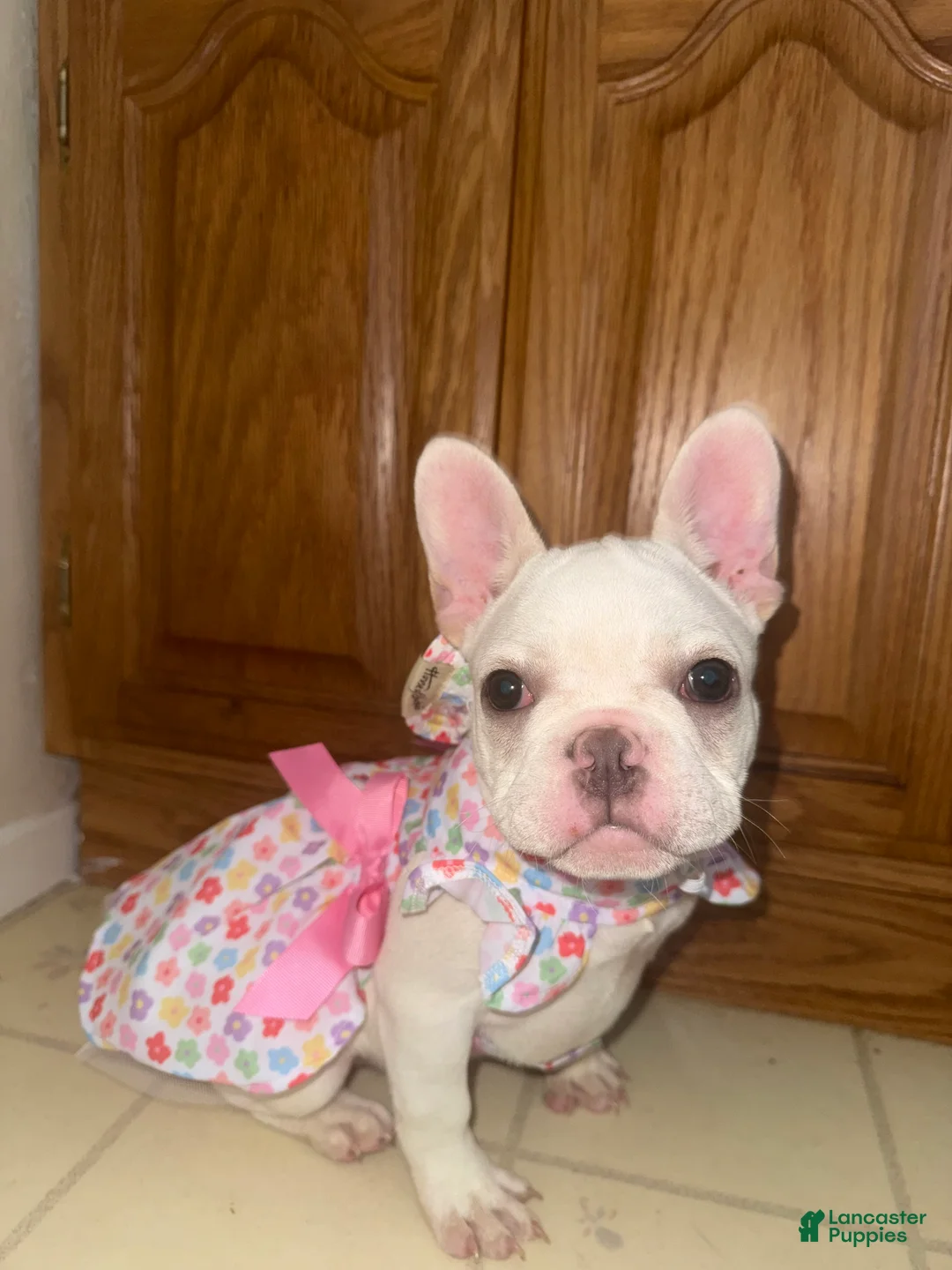 French Bulldog dogs for sale: French Bulldog 2 - Ad 2