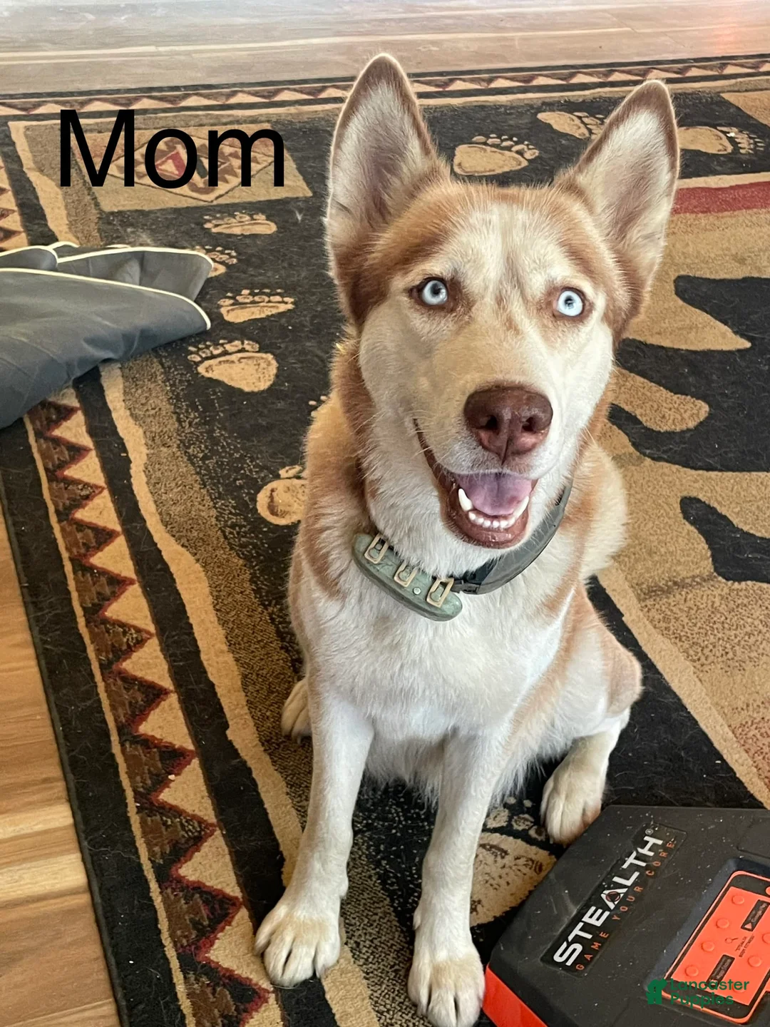 Gallery Image {{count}}