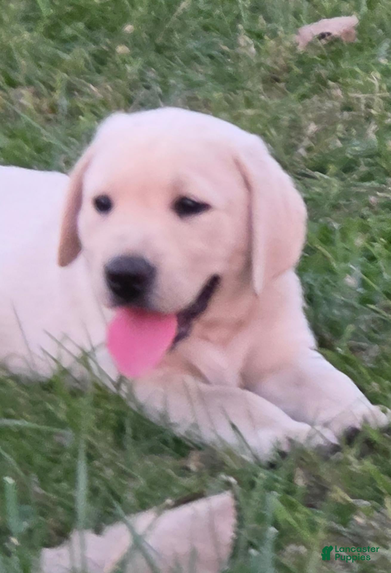 Labrador Retriever dogs for sale: Meet Your New Best Friend! Beautiful Yellow Female Labrador Retriever Puppies Available 💛 - Ad 11