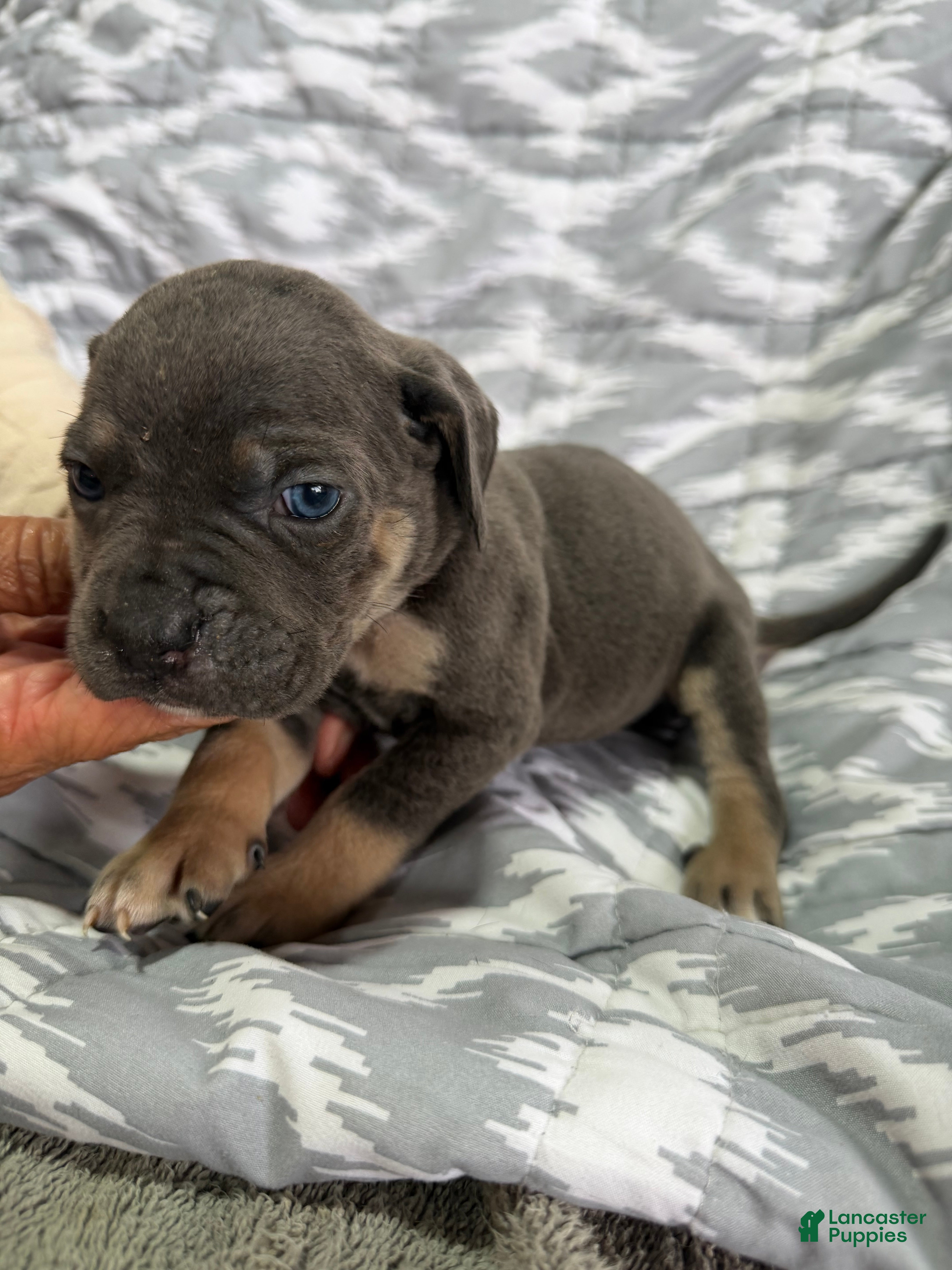 Cane Corso dogs Daisy - Ad 2