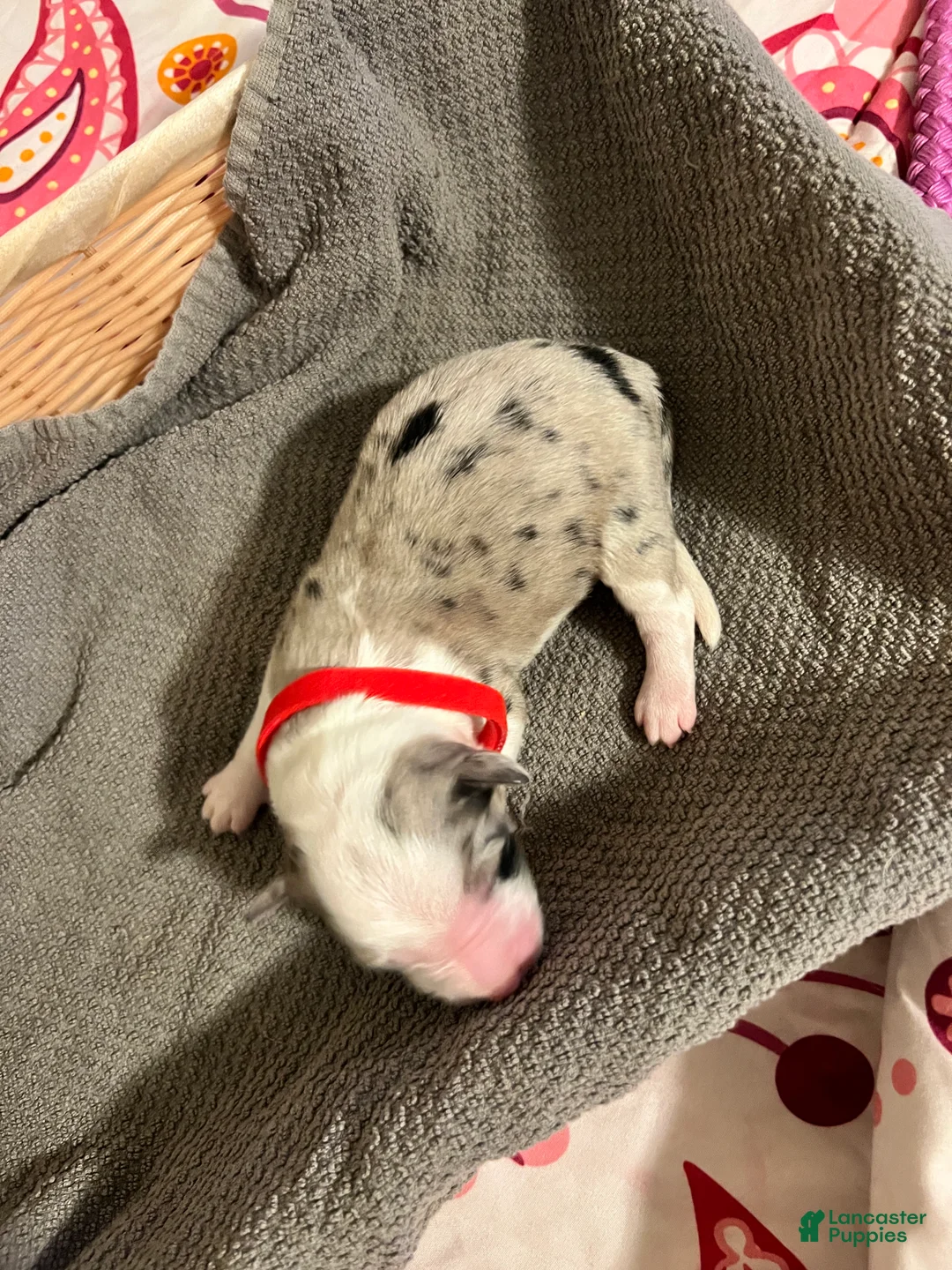 Mixed Breed dogs for sale: Red - Ad 2