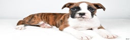 Boxer dogs for sale: Asher - Ad 4