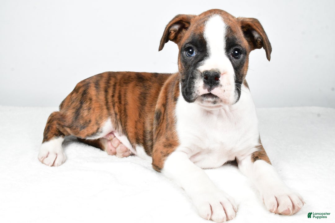 Boxer dogs for sale: Asher - Ad 4