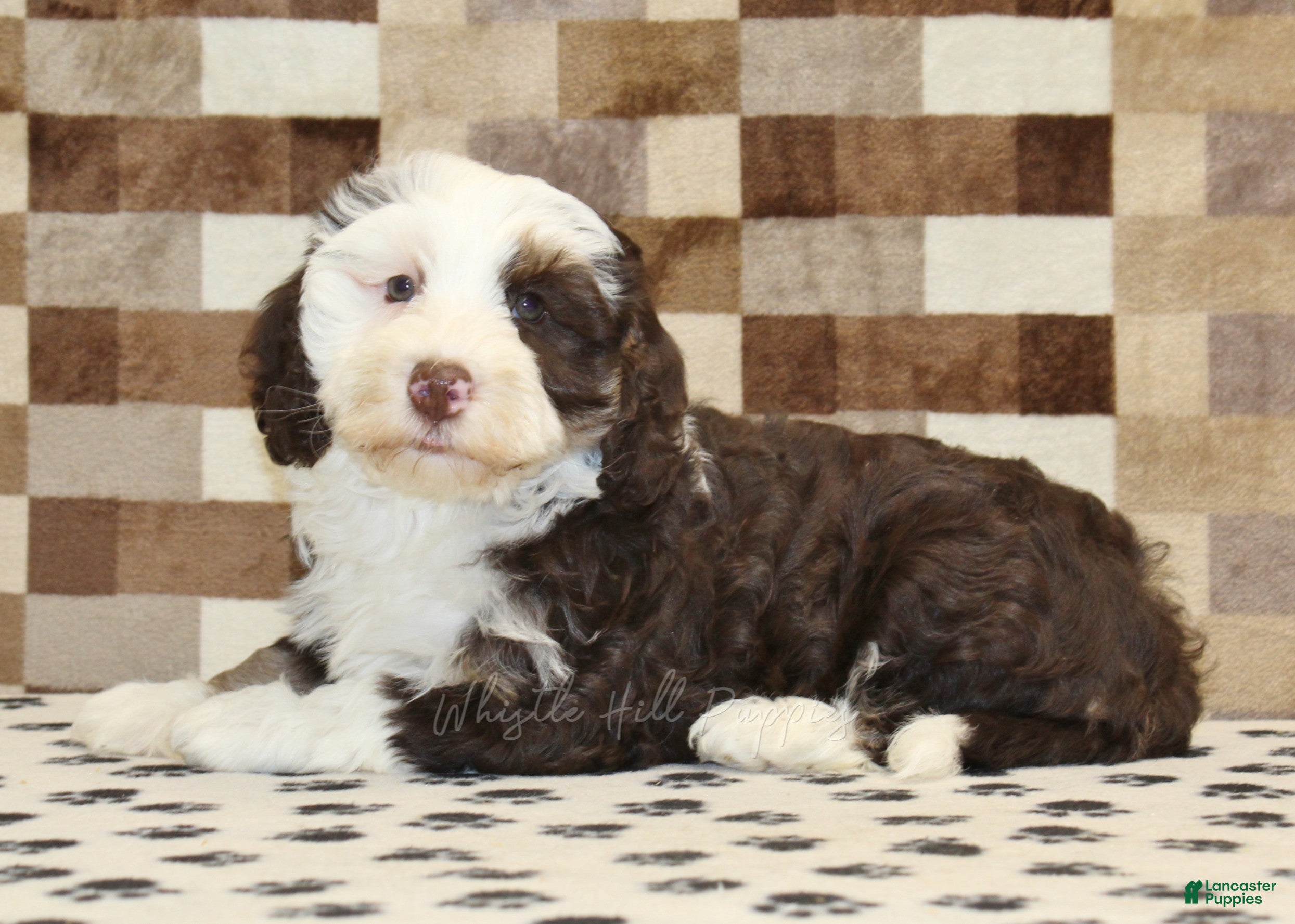 Mini Bernedoodle dogs Bailey - Ad 2