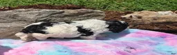 Standard Poodle dogs for sale: Standard Poodle 7 - Ad 1