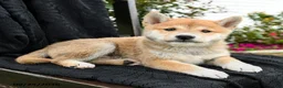 Shiba Inu dogs for sale: Kotaro - Ad 3