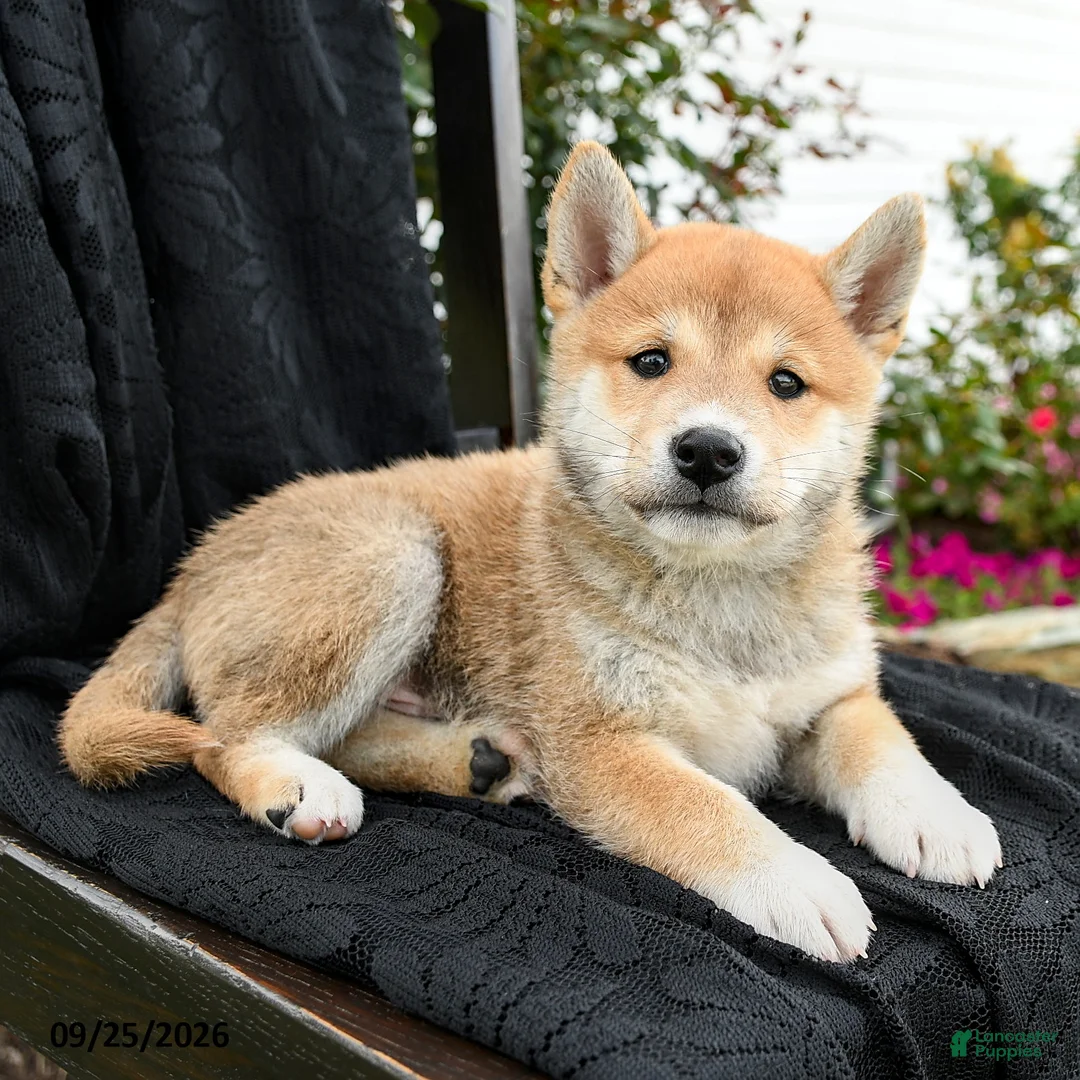 Shiba Inu dogs for sale: Kotaro - Ad 3