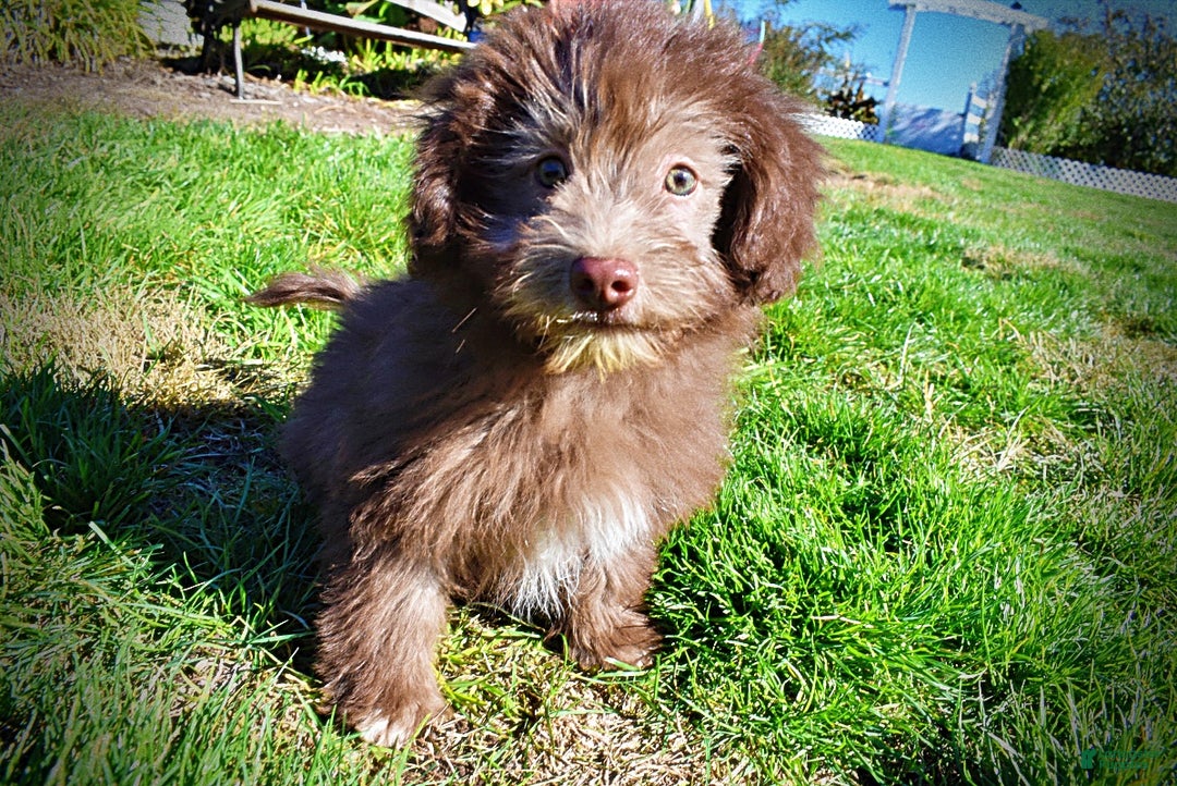 Havapoo dogs for sale: Hero - Ad 13