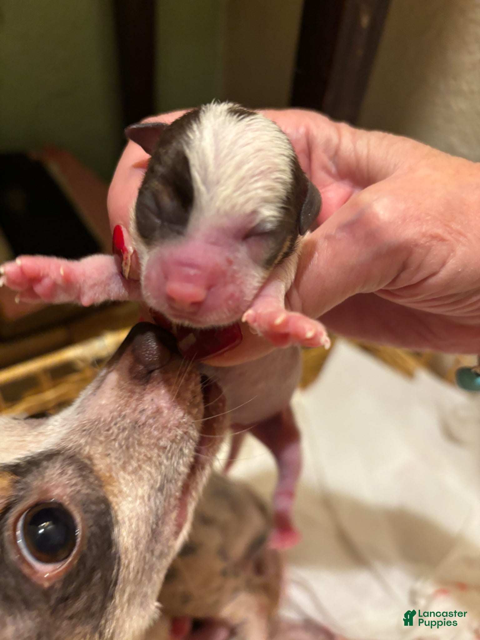 Chihuahua dogs Princess - Ad 2