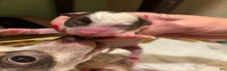 Chihuahua dogs for sale: Princess - Ad 2