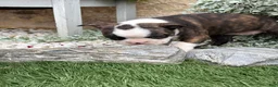 Boston Terrier dogs for sale: Kathi - Ad 10