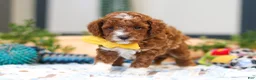 Cavapoo dogs for sale: Austin - Ad 4