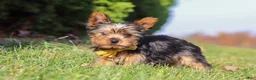 Yorkshire Terrier dogs for sale: Jay  - Ad 5