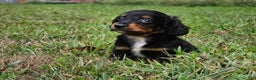 Miniature Dachshund dogs for sale: Rhonda  - Ad 3