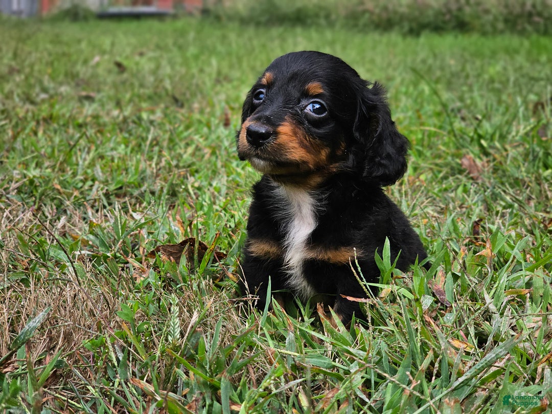 Miniature Dachshund dogs for sale: Rhonda  - Ad 3