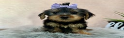 Yorkshire Terrier dogs for sale: Hallie - Ad 20