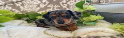 Miniature Dachshund dogs for sale: Elsie - Ad 16