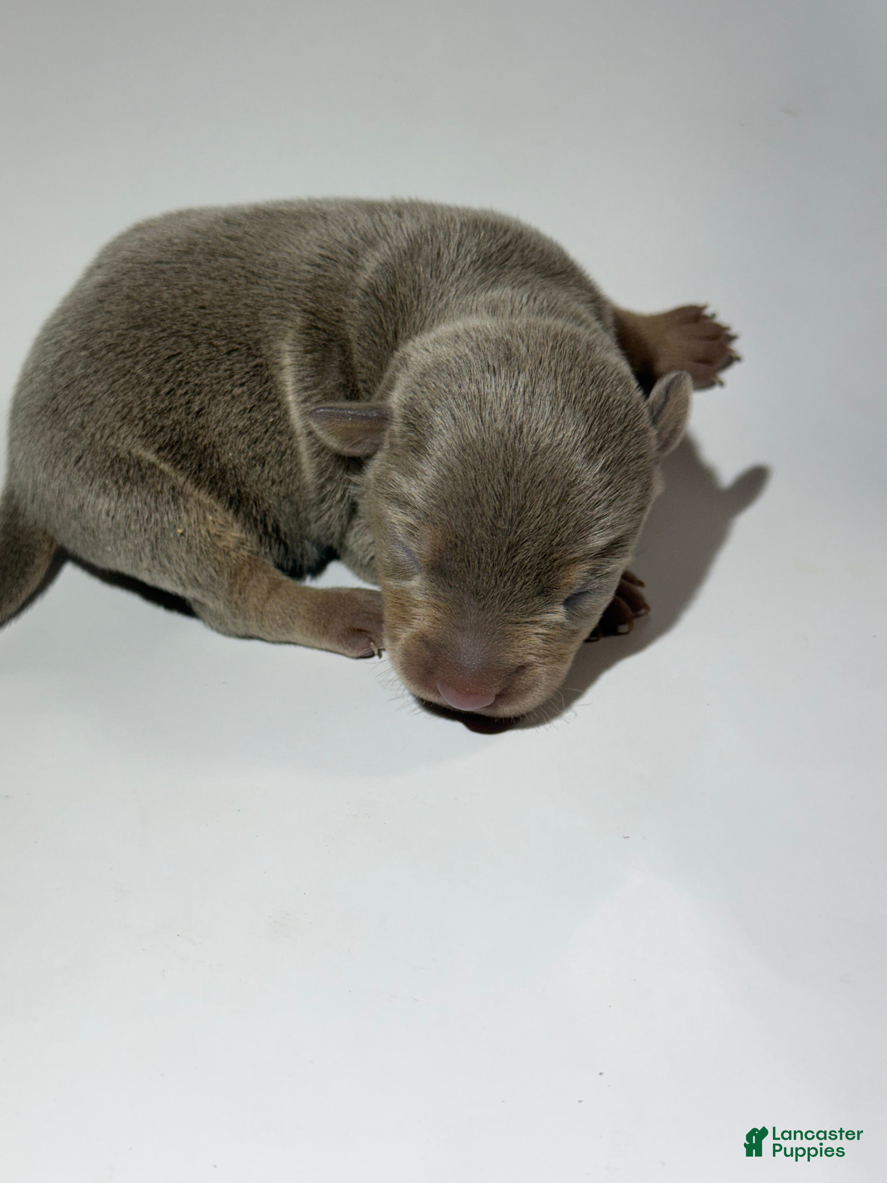 Rat Terrier dogs Ace - Ad 2