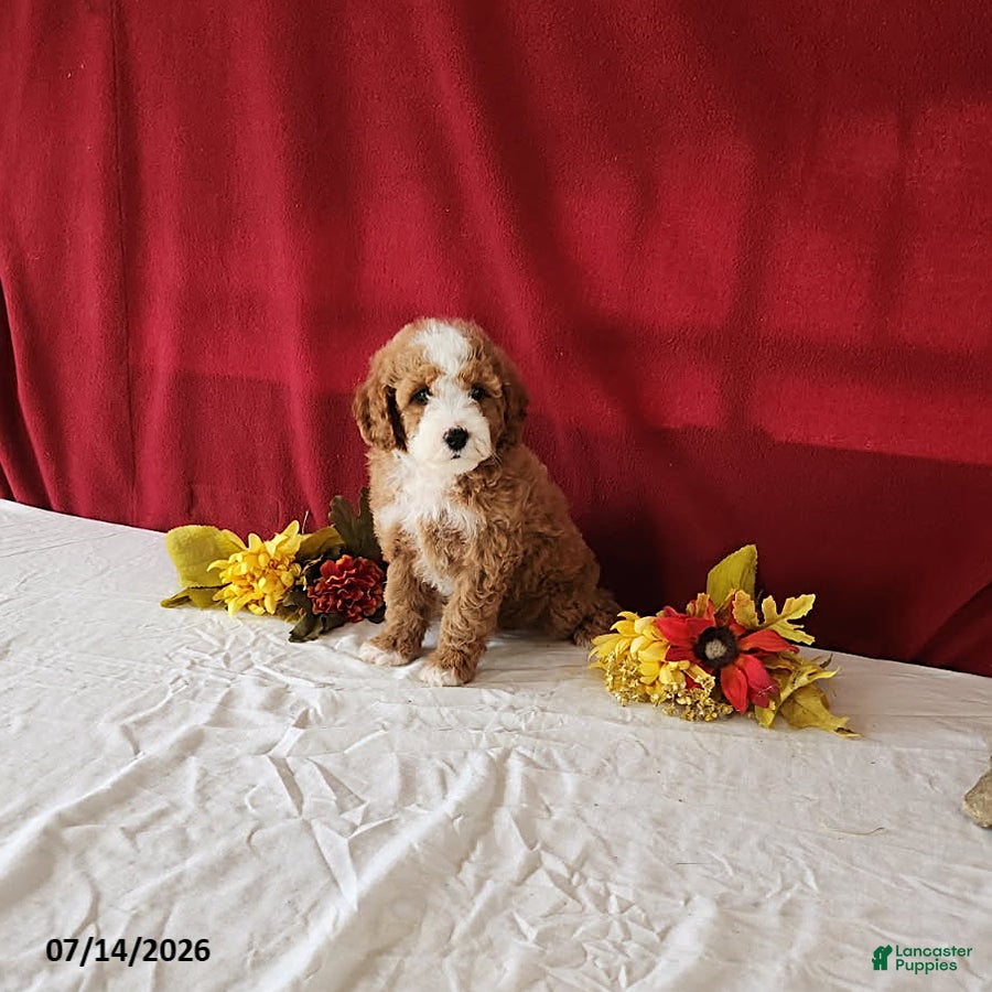 Mini Goldendoodle dogs Roxie - Ad 1